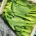 油菜