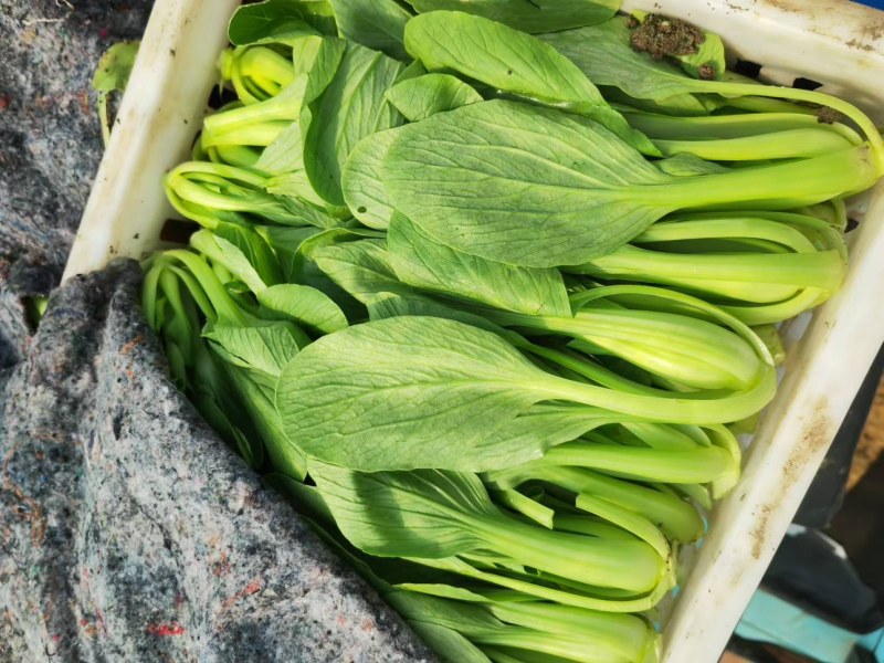 油菜