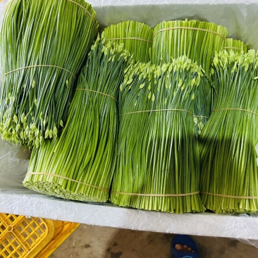 韮苔一箱50斤