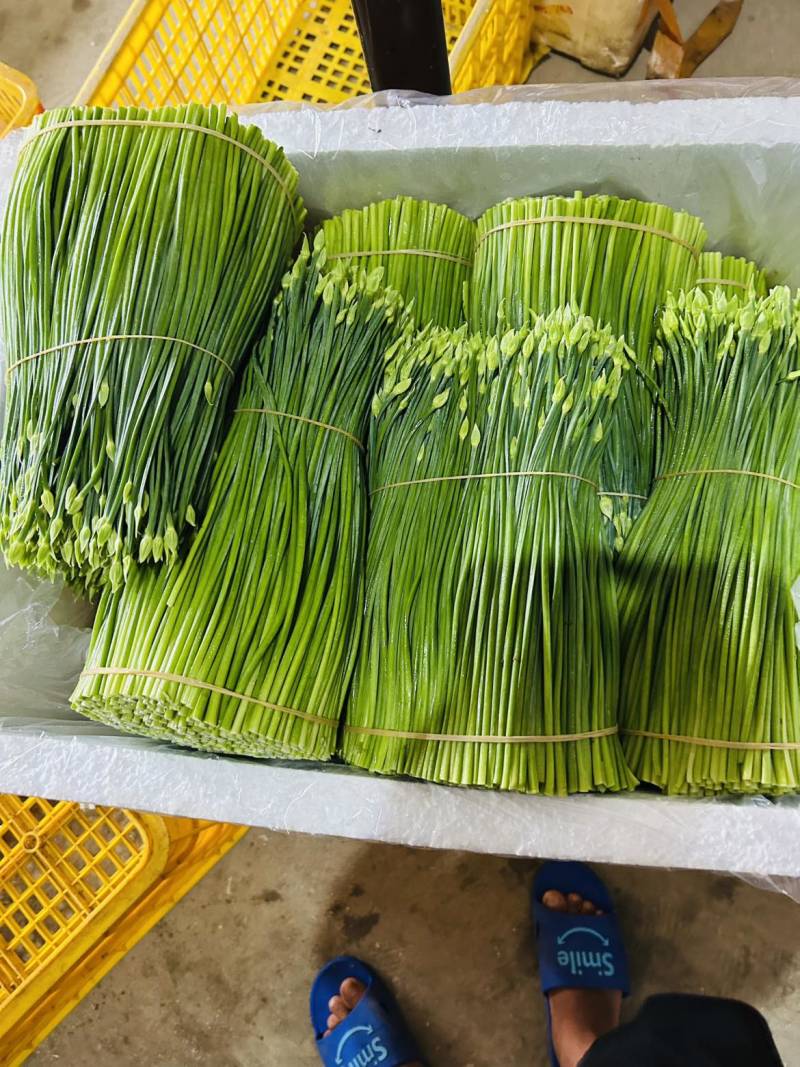 韮苔一箱50斤