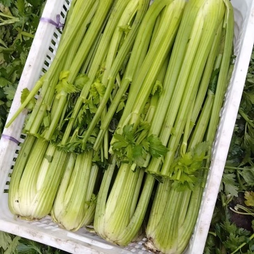 西芹去头，单棵一斤半起