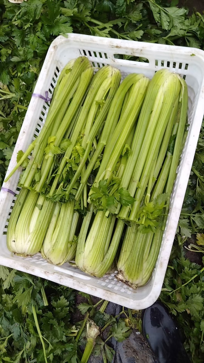 西芹去头，单棵一斤半起