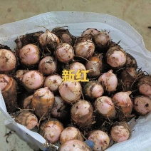 红芽芋通货