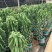 多肉植物混装:8cm杯88棵+10cm杯54棵+12cm