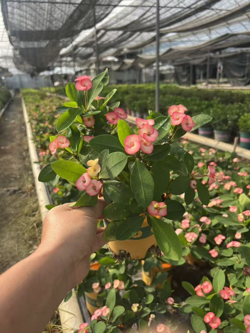 多肉植物混装:8cm杯88棵+10cm杯54棵+12cm