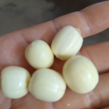 莲子按个头大小分级定价