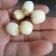 莲子按个头大小分级定价