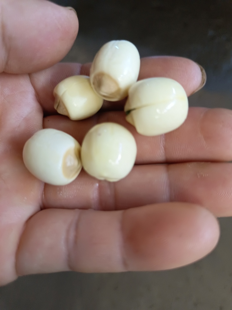 莲子按个头大小分级定价