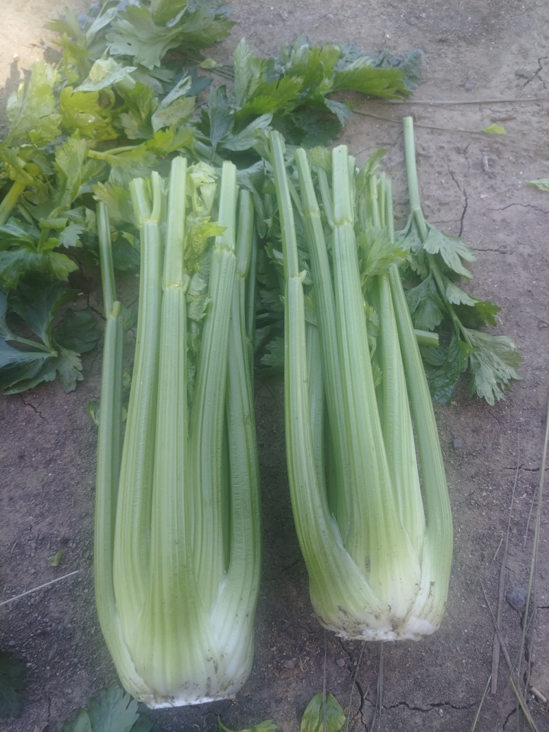 芹菜