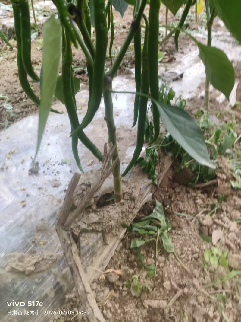 7号线椒20厘米左右，通货***********