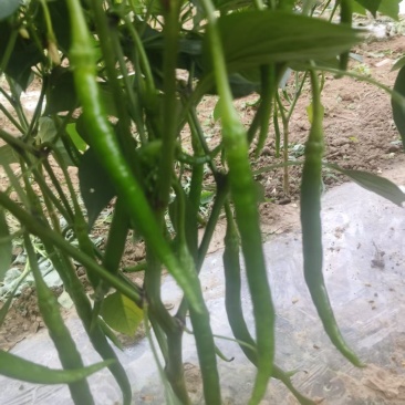 7号线椒20厘米左右，通货***********