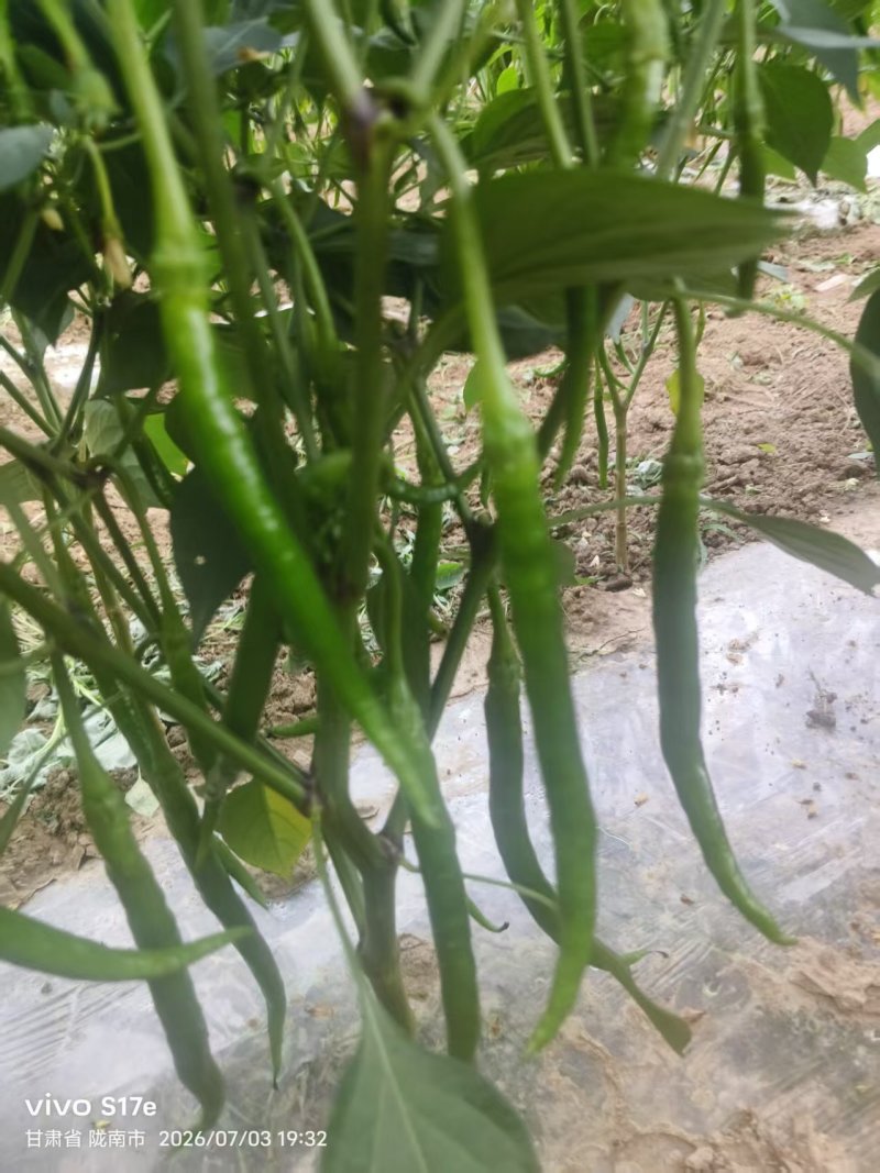7号线椒20厘米左右，通货***********