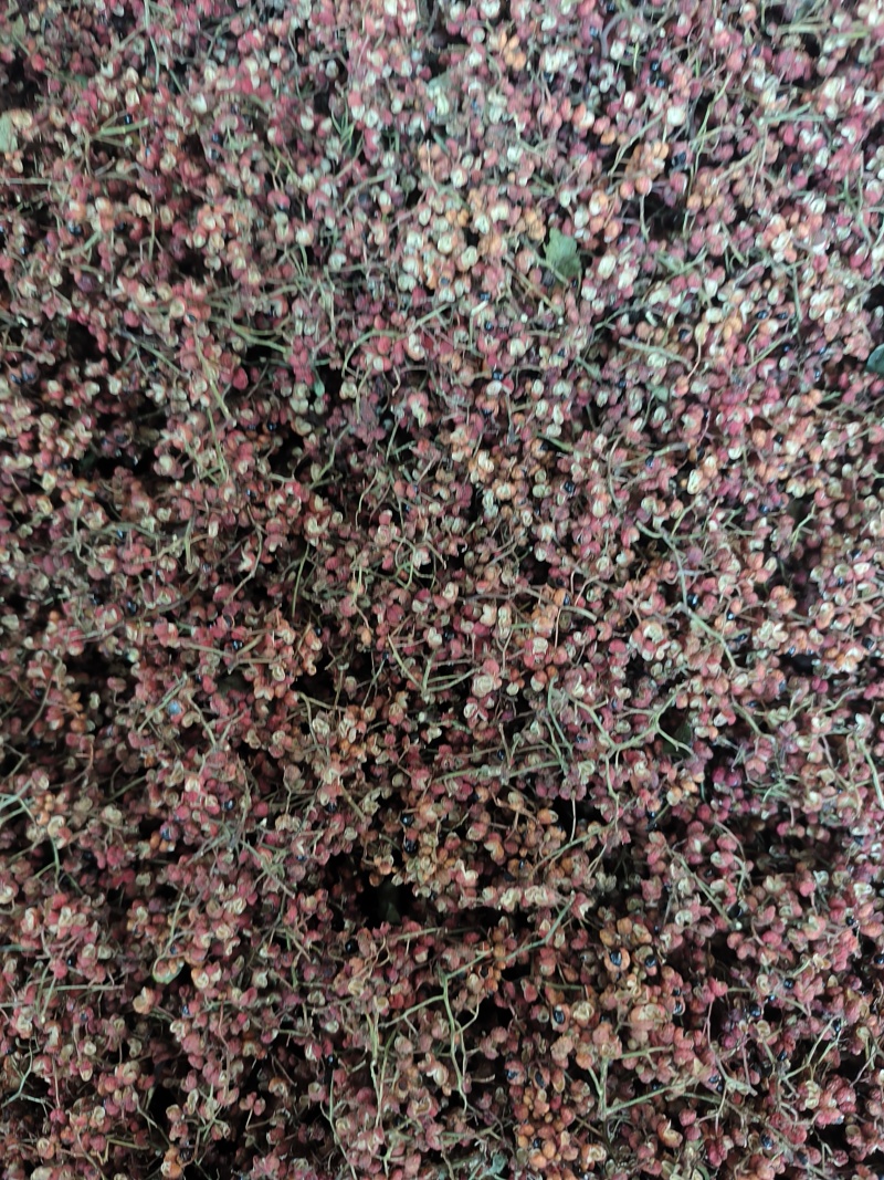 花椒