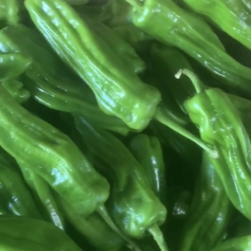 鲜辣椒苏椒（芜湖椒），薄皮·浅绿色泡椒