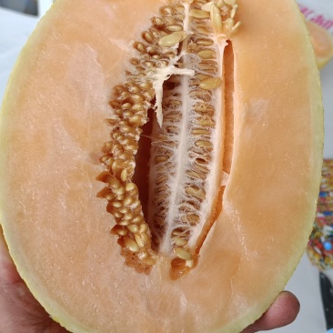 甜瓜