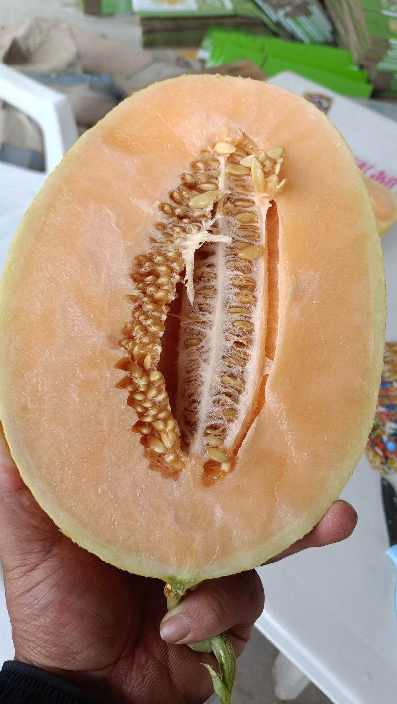甜瓜