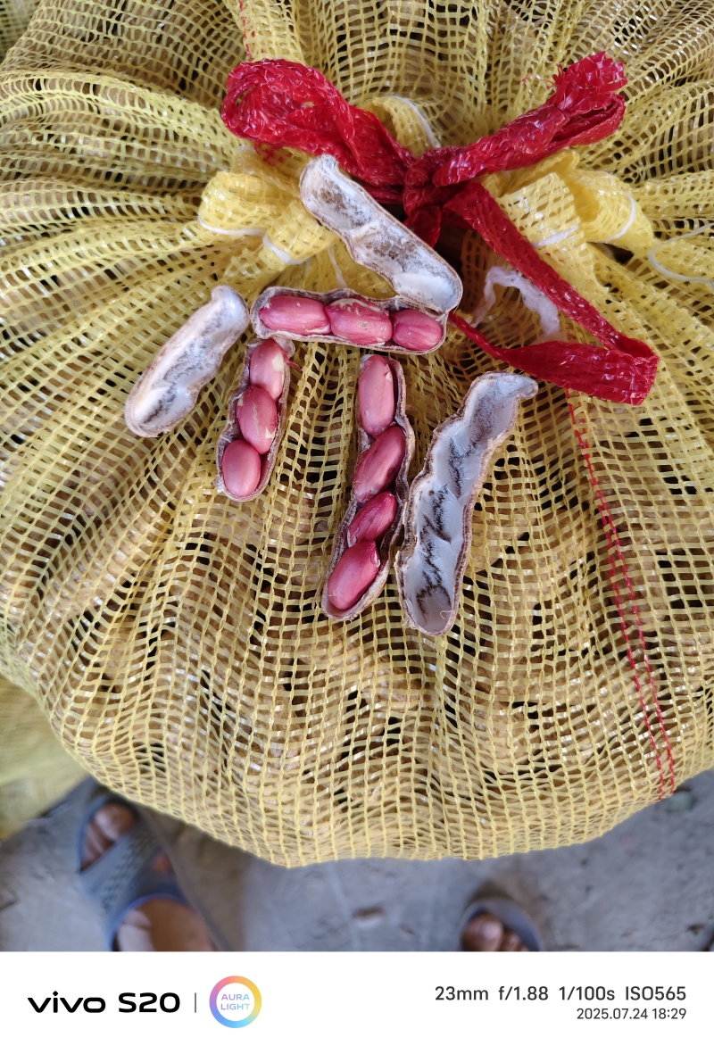 四粒红花生