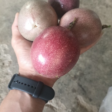 百香果