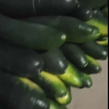 黑皮冬瓜