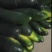 黑皮冬瓜