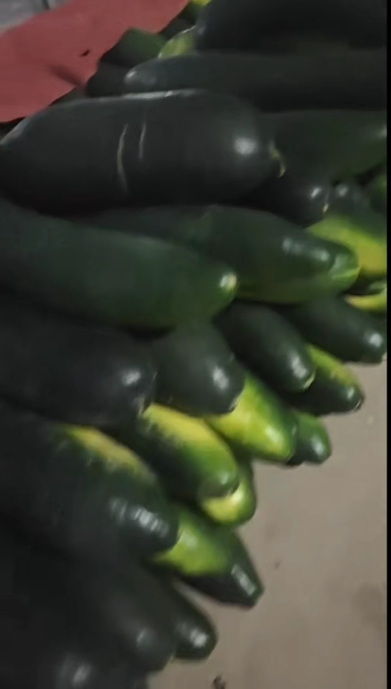 黑皮冬瓜
