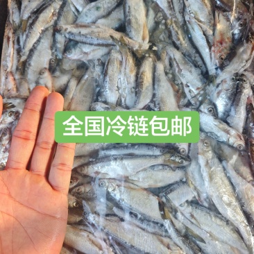白条鱼开肚白条