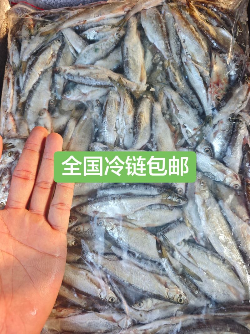 白条鱼开肚白条