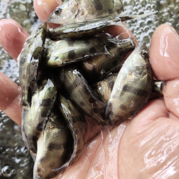 鳜鱼苗5~6cm/6~7cm/7~8cm