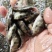 鳜鱼苗5~6cm/6~7cm/7~8cm