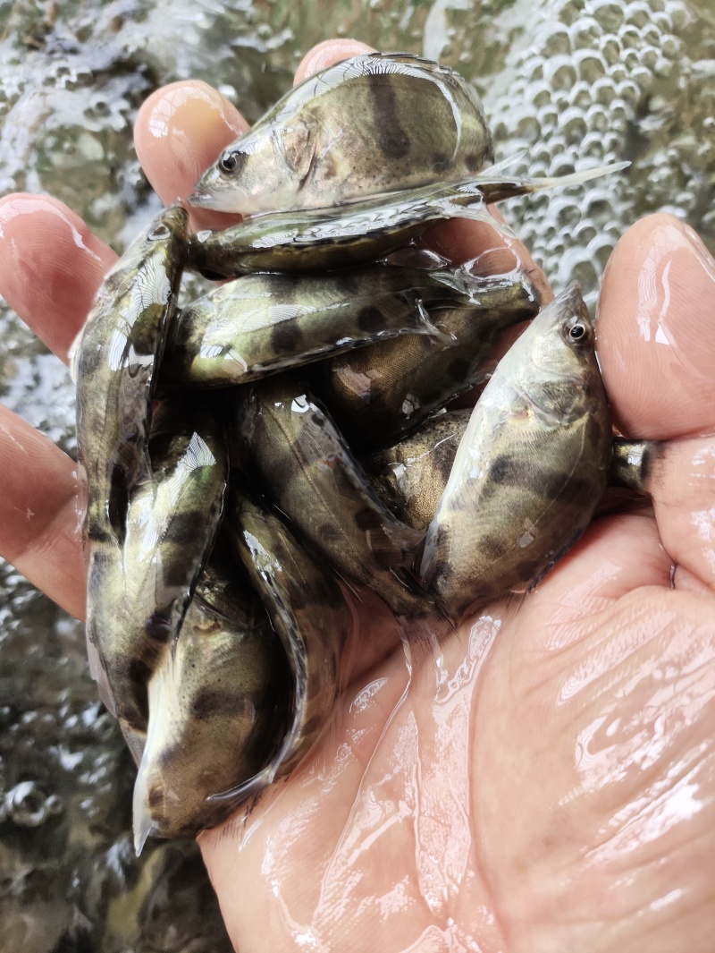 鳜鱼苗5~6cm/6~7cm/7~8cm