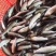 草鱼苗4~6cm/6~7cm/7~8cm/8~10cm/