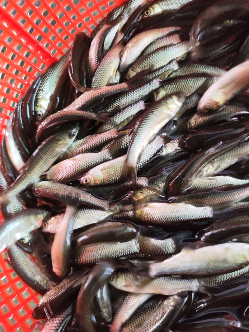草鱼苗4~6cm/6~7cm/7~8cm/8~10cm/