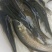 草鱼苗4~6cm/6~7cm/7~8cm/8~10cm/
