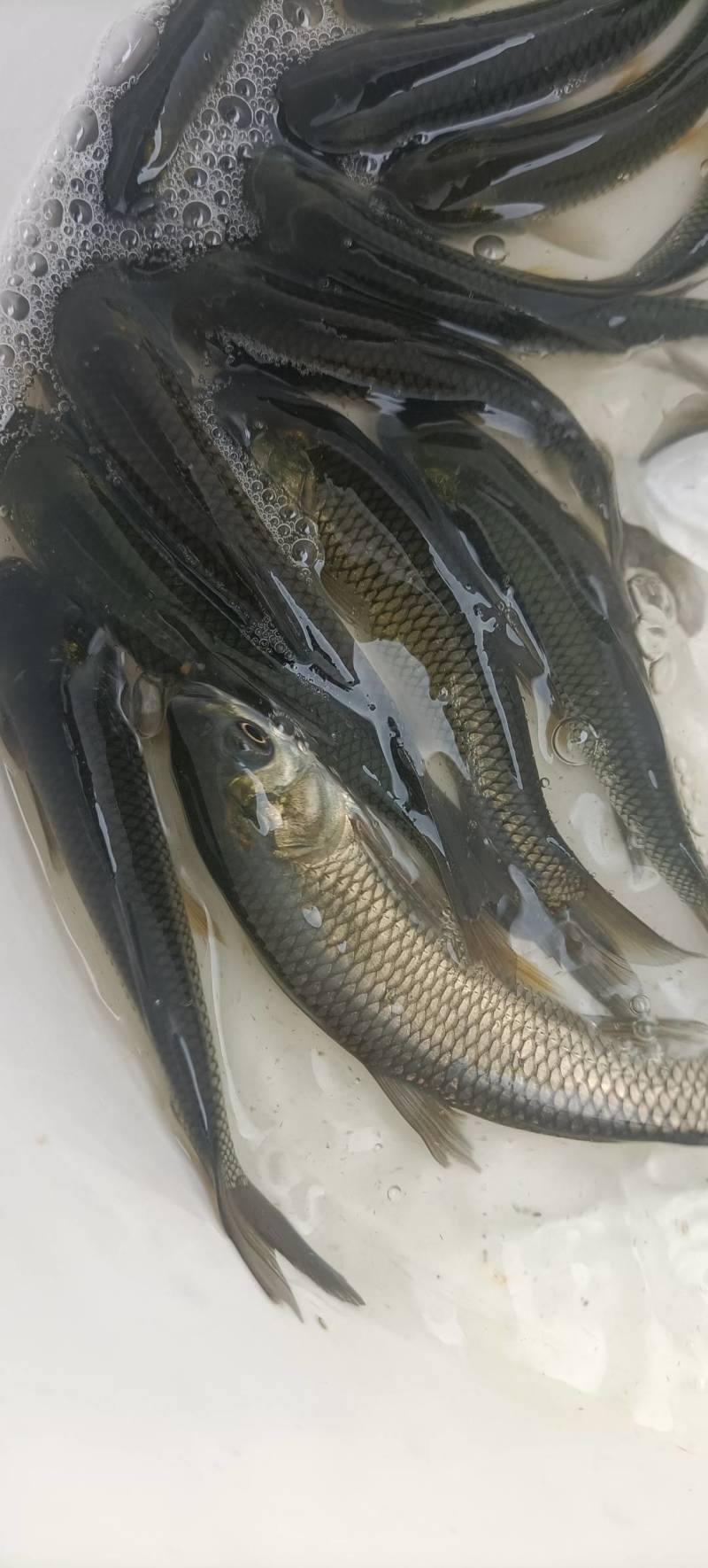 草鱼苗4~6cm/6~7cm/7~8cm/8~10cm/