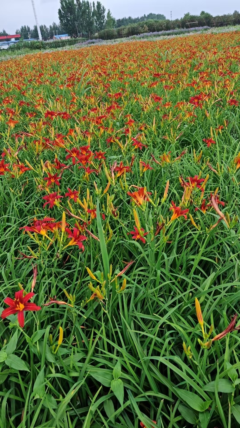 萱草