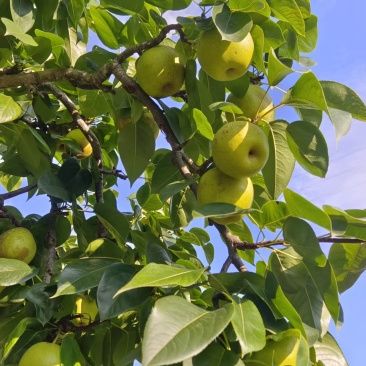 梨翠冠梨