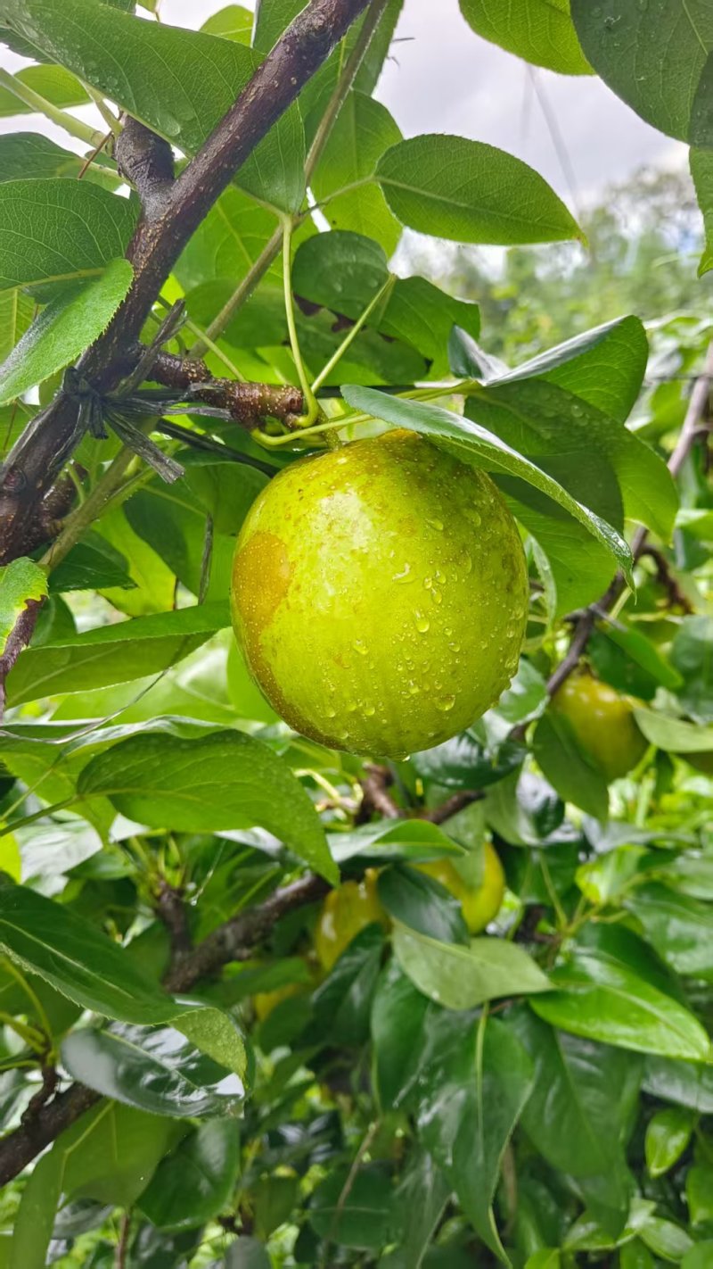 梨翠冠梨