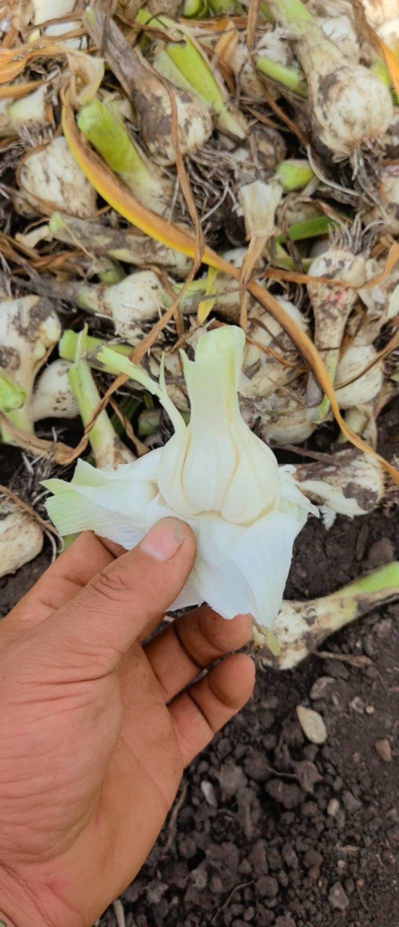 大蒜白皮蒜，虎一规格