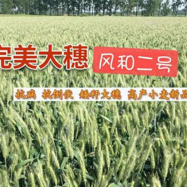 小麦种子风和一号,风和二号,50斤/袋;原种