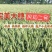 小麦种子风和一号,风和二号,50斤/袋;原种