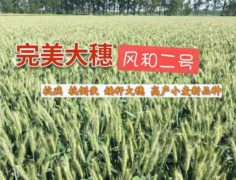 小麦种子风和一号,风和二号,50斤/袋;原种