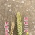 小麦种子风和一号,风和二号,50斤/袋;原种