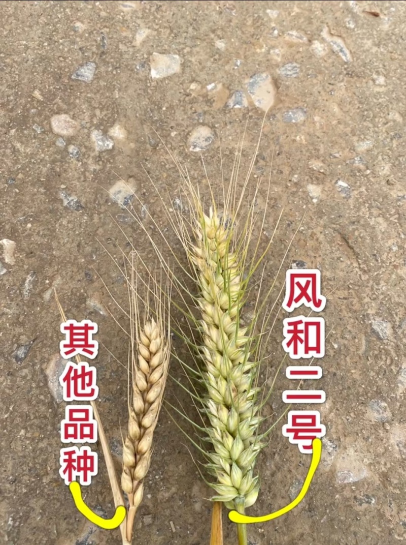 小麦种子风和一号,风和二号,50斤/袋;原种