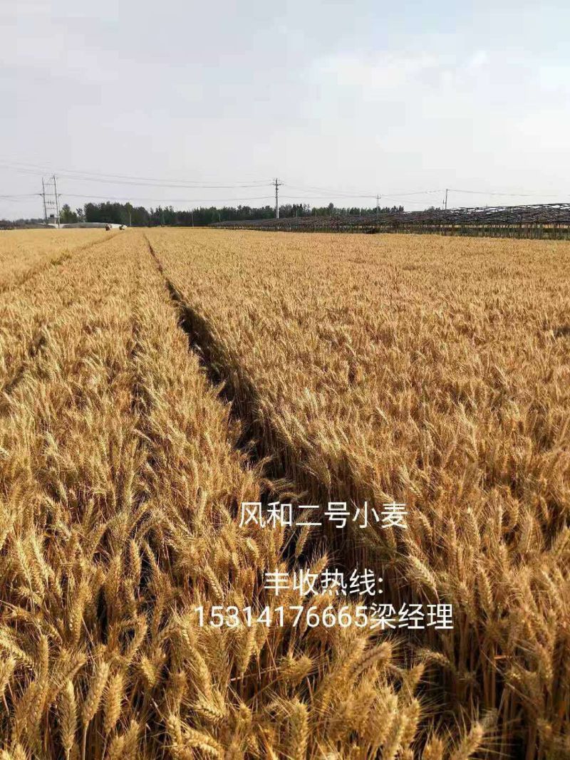 小麦种子风和一号,风和二号,50斤/袋;原种