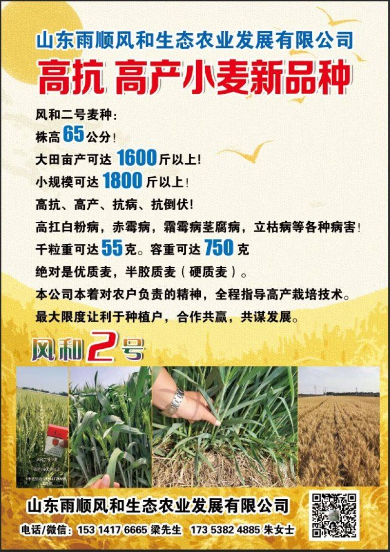 小麦种子风和一号,风和二号,50斤/袋;原种