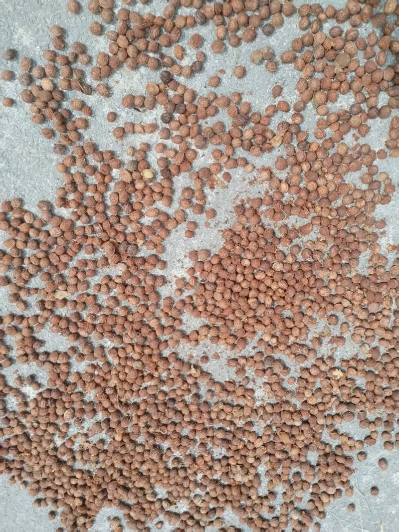 桃核