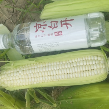 糯玉米单根6-7两