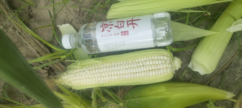 糯玉米单根6-7两