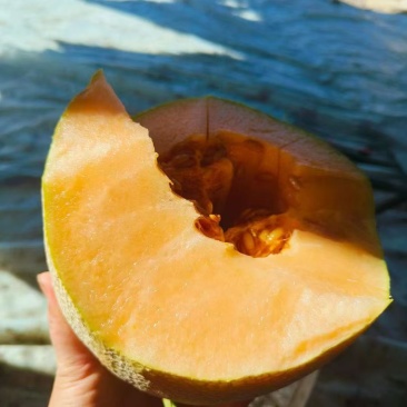 西州蜜瓜品种:西州蜜