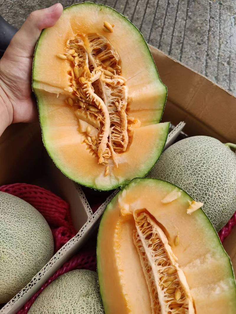西州蜜瓜品种:西州蜜